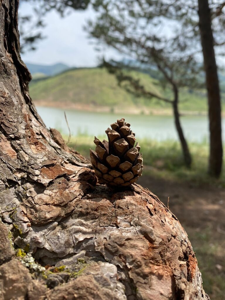 Sierra de Aracena: senderismo entre castaños y setas​