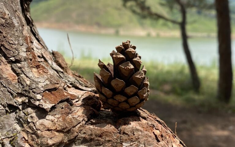 Photo "Sierra de Aracena: hiking among chestnut trees and mushrooms"